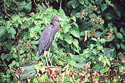 Picture 'Cr1_06_19 Blue Herron, Costa Rica'